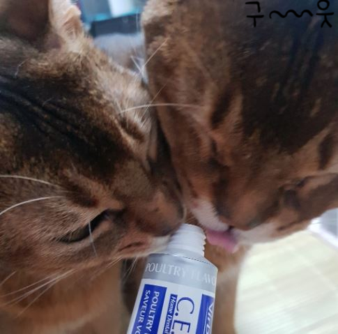  강아지 고양이 버박 치약 치아관리 쉽게 해보자구요!
