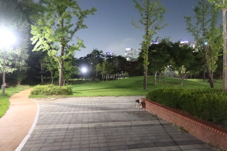  별내 공원 산책 강아지와 걷기 좋음