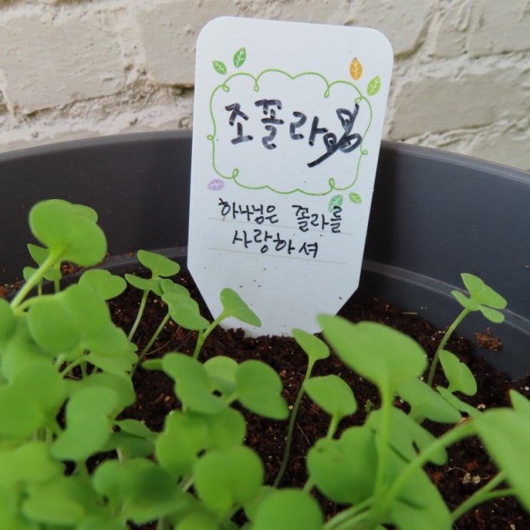  조꼴라 성장일기 1