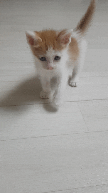  [랜선집사]길냥이 아깽이냥줍,임보이야기