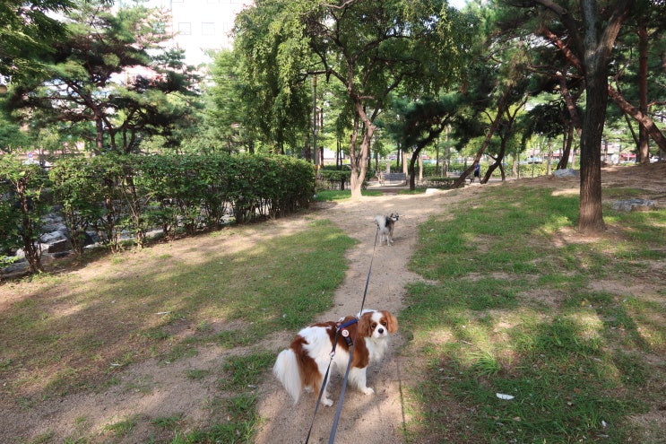 실외배변 강아지들의 모닝응가 산책