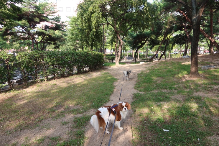  실외배변 강아지들의 모닝응가 산책