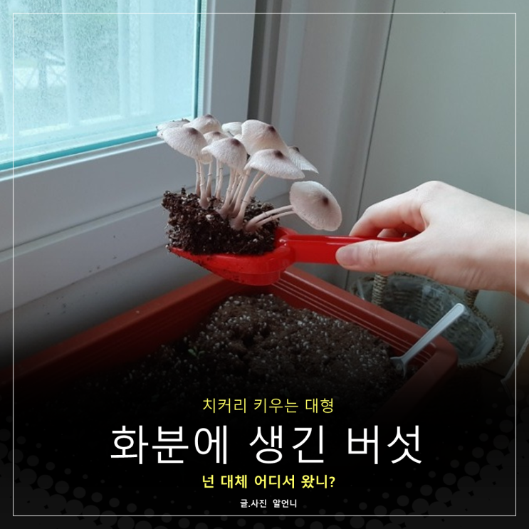 화분에 버섯 갈색중심각시버섯 생기는 이유와 제거하는 방법