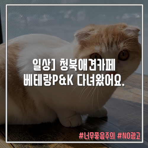  청북애견카페 베테랑P&K 다녀왔어요. 너무 좋음 주의