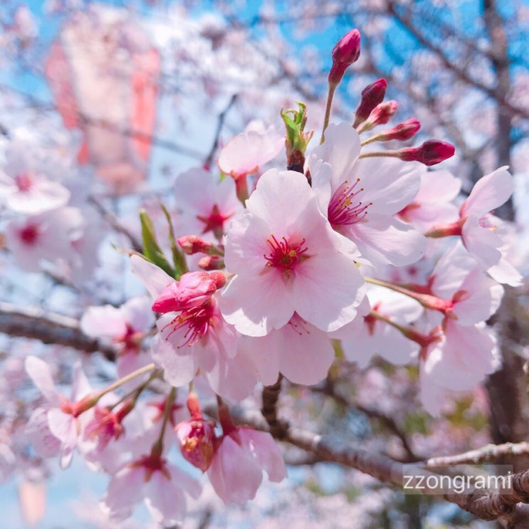  [2019] 내가 찍은 꽃 : 벚꽃 