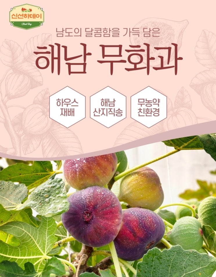  친환경 무농약 전남 해남 무화과