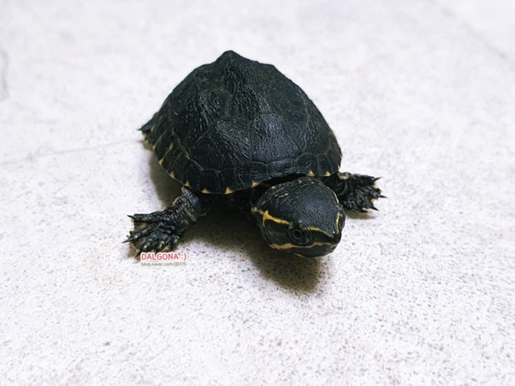 커먼 머스크 터틀 귀여운 애완 거북이