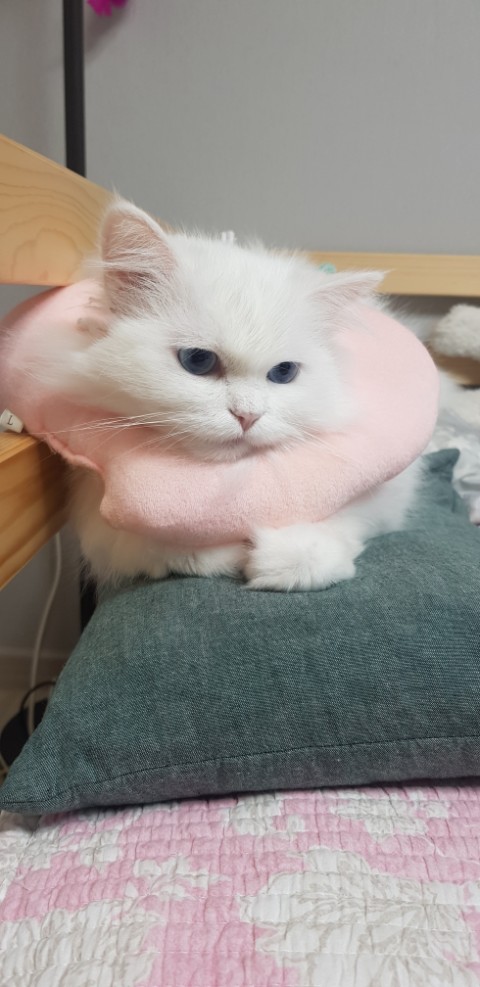 신발물어뜯는고양이