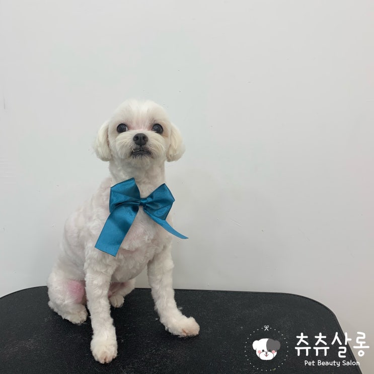  츄츄살롱[부산북구애견미용/부산애견미용/구포애견미용/덕천애견미용/만덕애견미용/화명동애견미용/애견미용잘하는곳/덕천말티즈미용/부산북구말티즈미용/부산애견미용잘하는곳/부산애견미용추천]