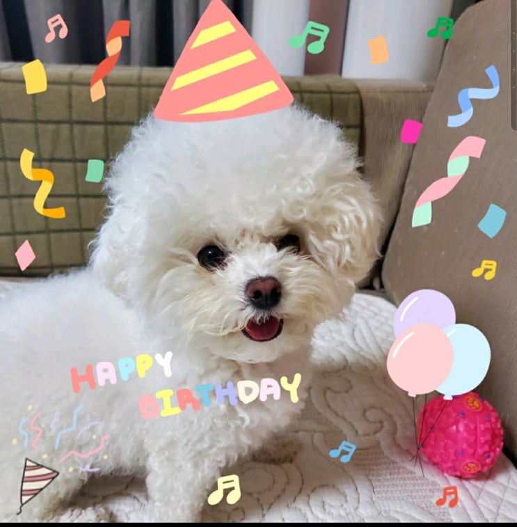  [일상]마요 생일