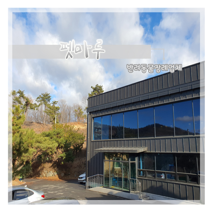  강아지 고양이 안락사 절차 합법적인 장례 알아봤어요