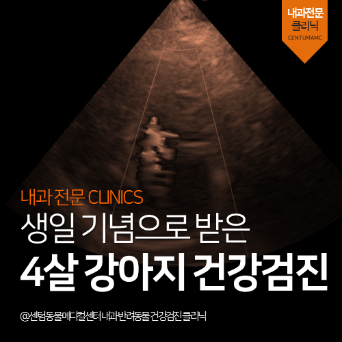  [심장전문진료] 강아지 건강검진 (부산 영상분석 동물병원, 조기발견)