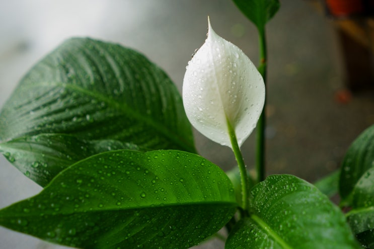  심심한날  카메라로 사진연습하면서 놀아보기, A7M2+FE28F20