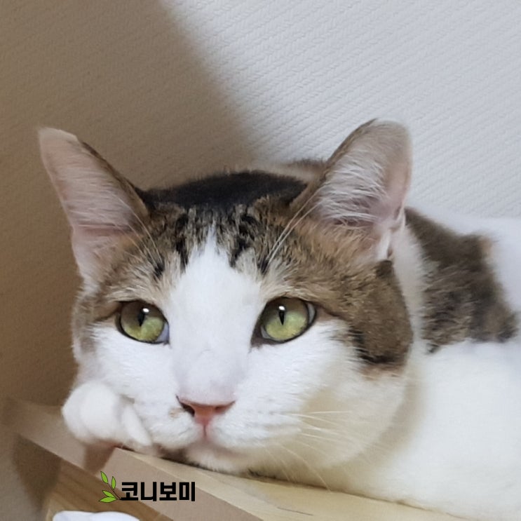 코니보미 일상 0821 코니보미 일상 0821