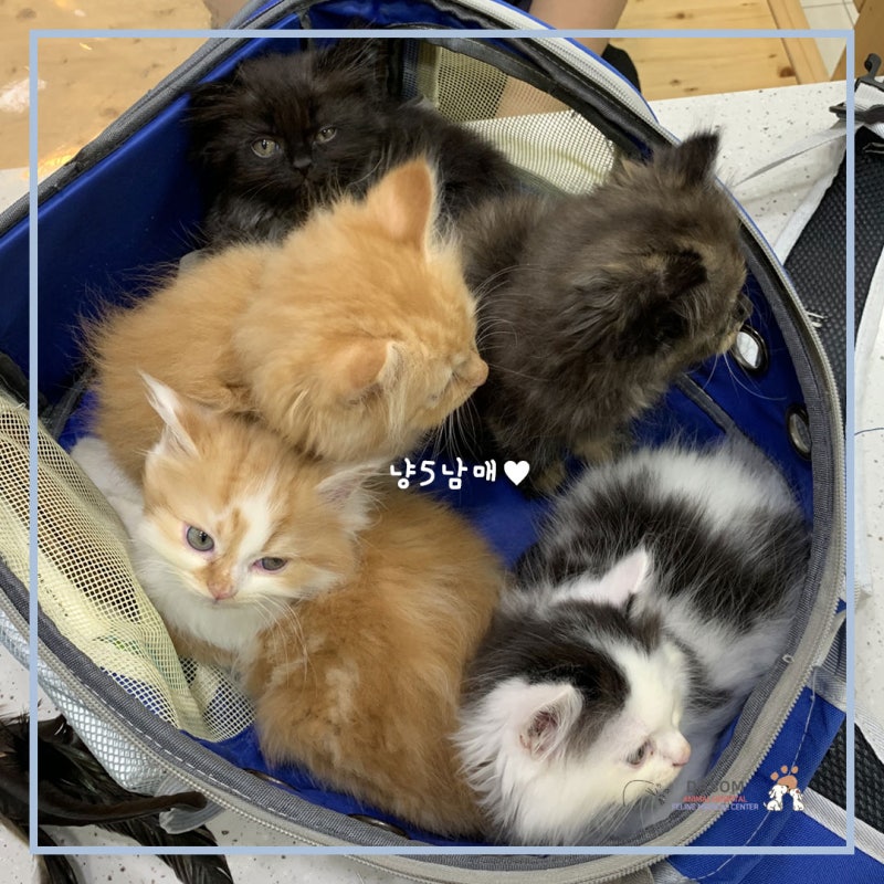 다솜 일상 소개#98. 귀여운 냥냥천사 5남매 보고가세요 ♥ [ 부산동물병원 / 고양이전문병원 / 다솜고양이메디컬센터 & 다솜 ... 다솜 일상 소개#98. 귀여운 냥냥천사 5남매 보고가세요 ♥ [ 부산동물병원 / 고양이전문병원 / 다솜고양이메디컬센터 & 다솜 ...