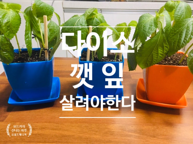  다이소 깻잎, 살려야 한다! 웃자람, 솎아내기/다이소 채소 기르기