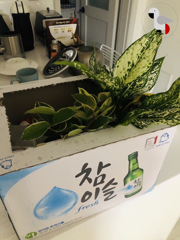  식료품 사러갔다. 식쇼핑 Flex 해버렸지 머야~~