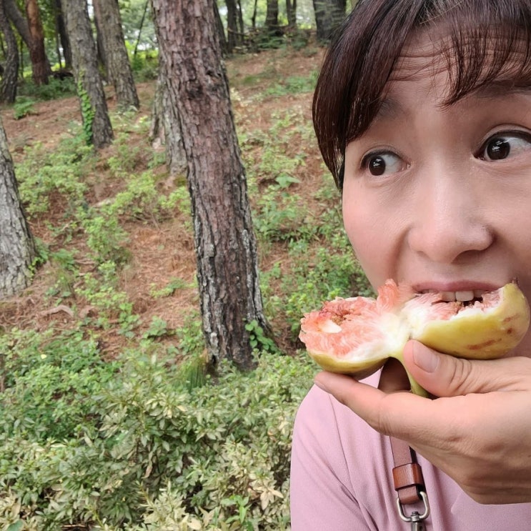 무화과 혼자먹기 있기없기