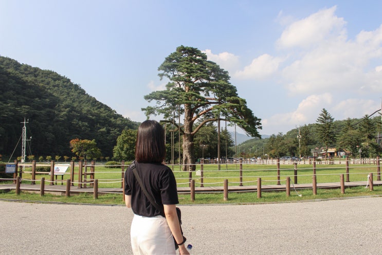  충북/보은 정이품송 보은여행 천연기념물 소나무