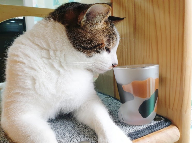코코네코 삼색 고양이 발컵 선물받은 후기