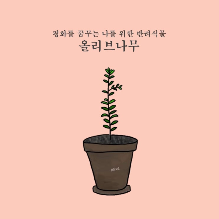  평화의 상징인 올리브나무 키우기