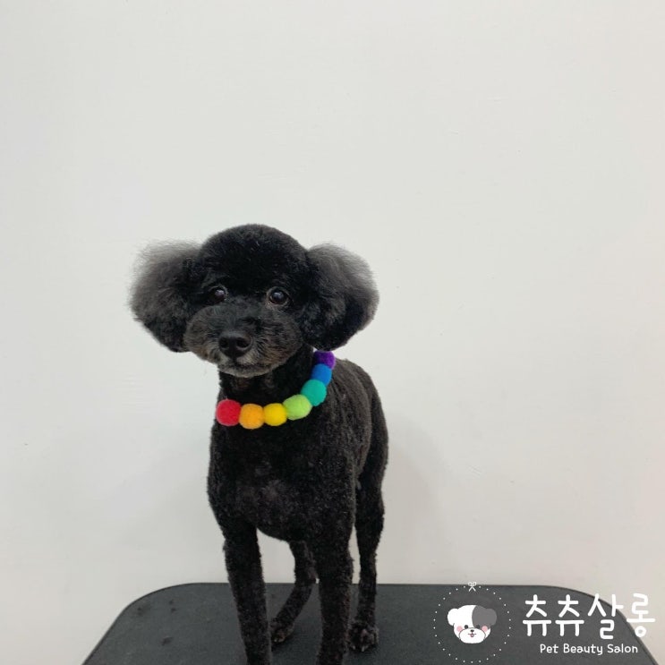 부산북구애견미용:츄츄살롱/부산푸들미용/북구푸들미용/부산애견미용/구포애견미용/덕천애견미용/화명애견미용/만덕애견미용/화명동애견미용/북구애견미용/부산애견미용잘하는곳/부산애견미용추천 부산북구애견미용:츄츄살롱/부산푸들미용/북구푸들미용/부산애견미용/구포애견미용/덕천애견미용/화명애견미용/만덕애견미용/화명동애견미용/북구애견미용/부산애견미용잘하는곳/부산애견미용추천