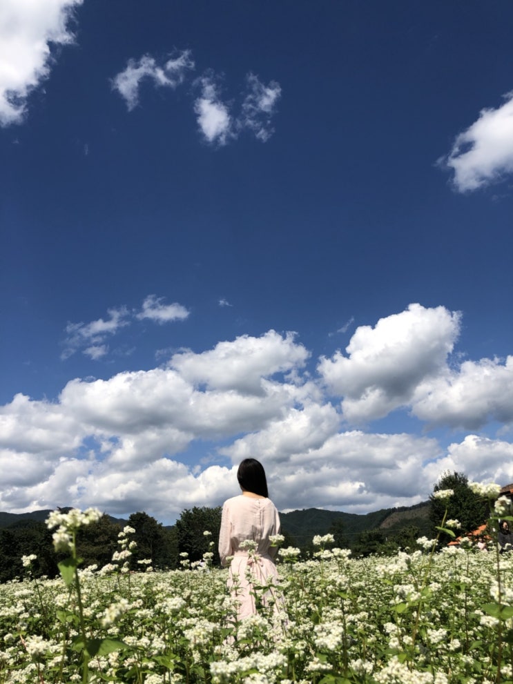 2년전 일기/봉평여행/메밀꽃필무렵 2년전 일기/봉평여행/메밀꽃필무렵