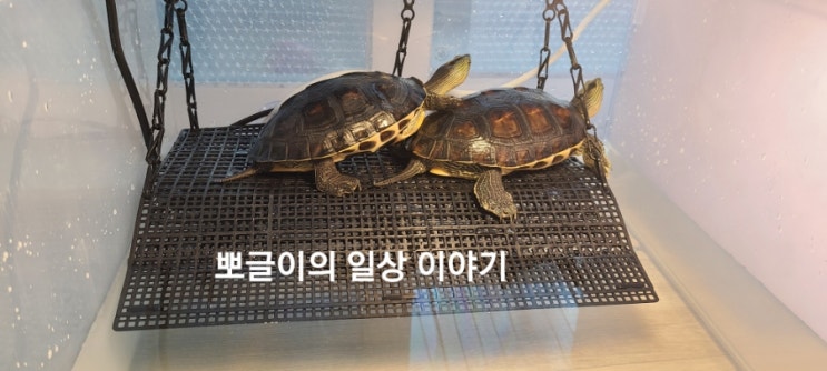  반수생거북 보석거북이  일광욕을 위한 쉼터인 육지뉴A타입대형을 구매했어요.
