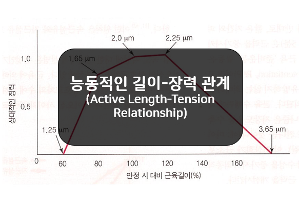 능동적 길이-장력 관계(Active Length-Tension Relationship)