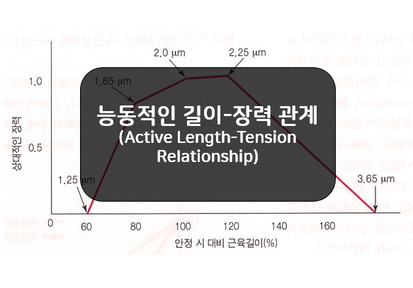 단면적과 길이 장력 관계