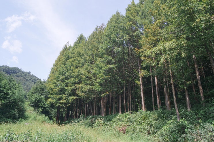  충북/옥천 화인산림욕장 옥천여행 제주도부럽지않은곳
