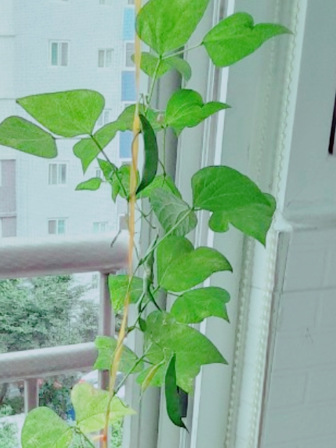  강낭콩 키우기