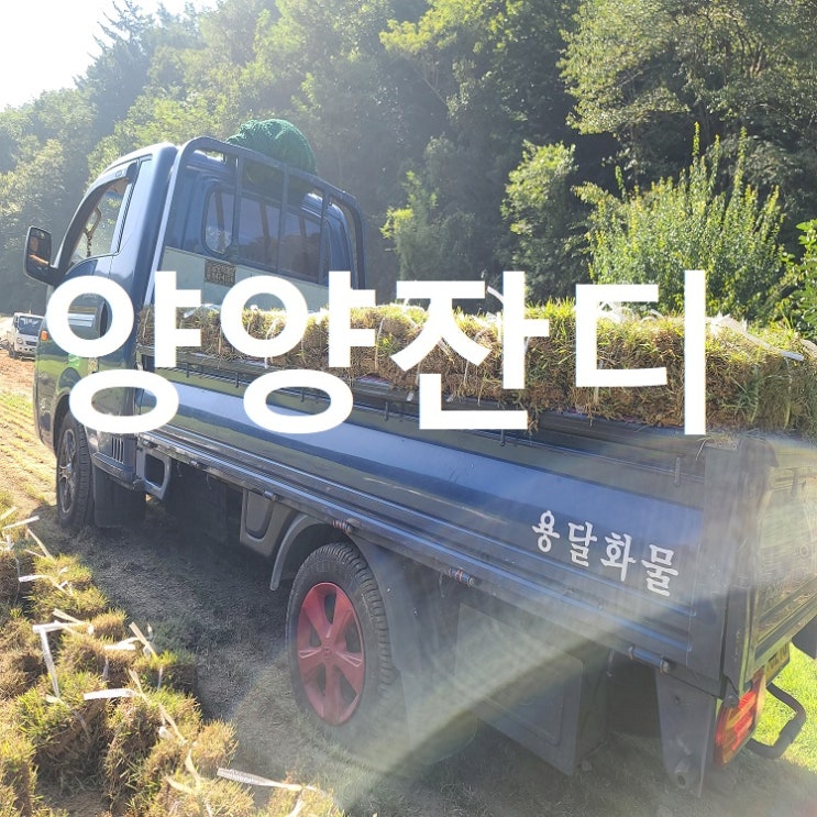  강원도의 중앙 양양에 잔디가 갔어요