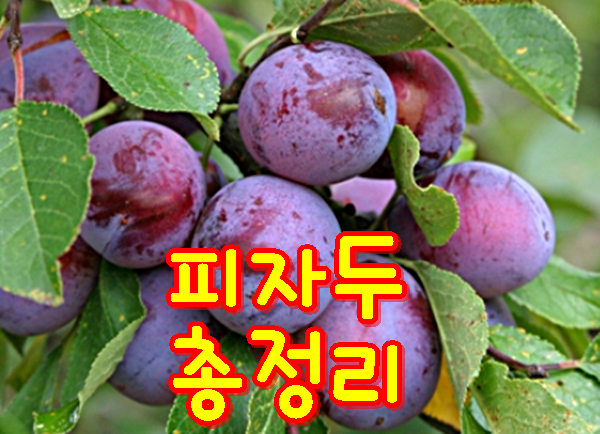 피자두 효능, 부작용 ,칼로리 , 피자두 효소 만드는 법,                         피클만드는 방법