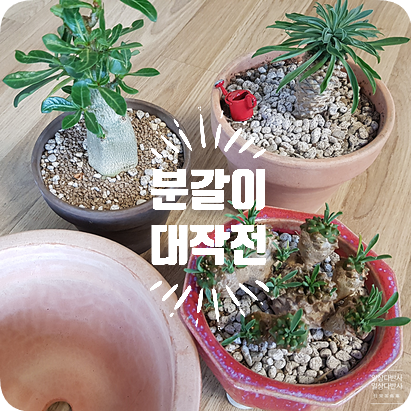  다육식물 키우기/ 괴마옥, 석화, 아미산, 이름모를 다육이 분갈이 하기 (+장미허브 삽목)