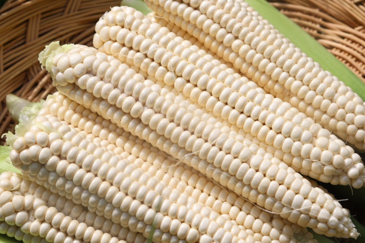  이런 거 본 사람 ?!고민 끝 괴산대학찰옥수수 스마트하게 1년 내내 맛있게!  간편하게 먹자!! (레토르트)