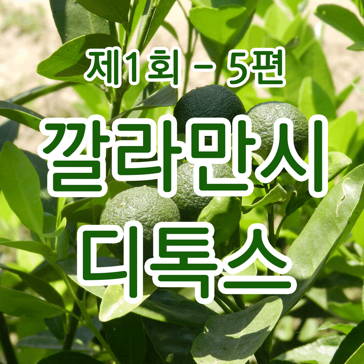  마케팅교육 - 제1화 /5편 : 2012년 국내최고 깔라만시 디톡스의 탄생