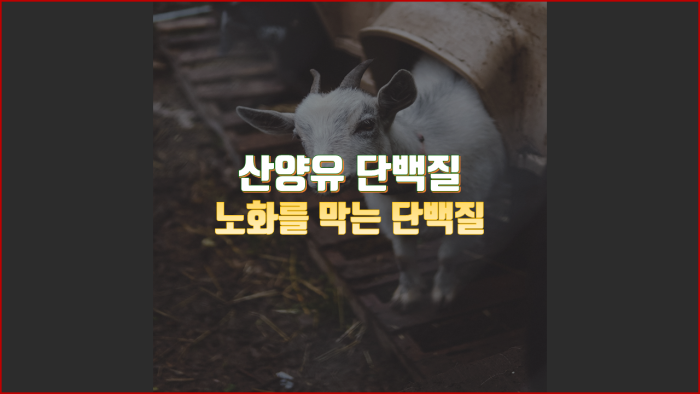  노화를 방지하는 단백질 :: 산양유 단백질 분말