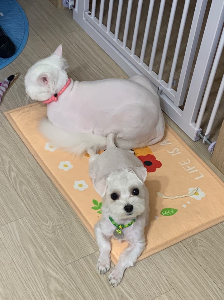  한 집에 강아지와 고양이! 강아지와 고양이는 사이가 안좋다?!