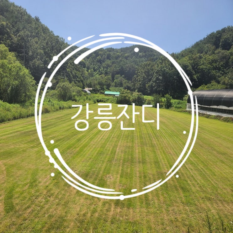  강원도 강릉에 롤잔디 도착했어요