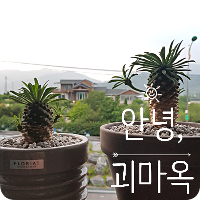  괴마옥 키우기 #1 괴마옥 키우는 법, 물주기
