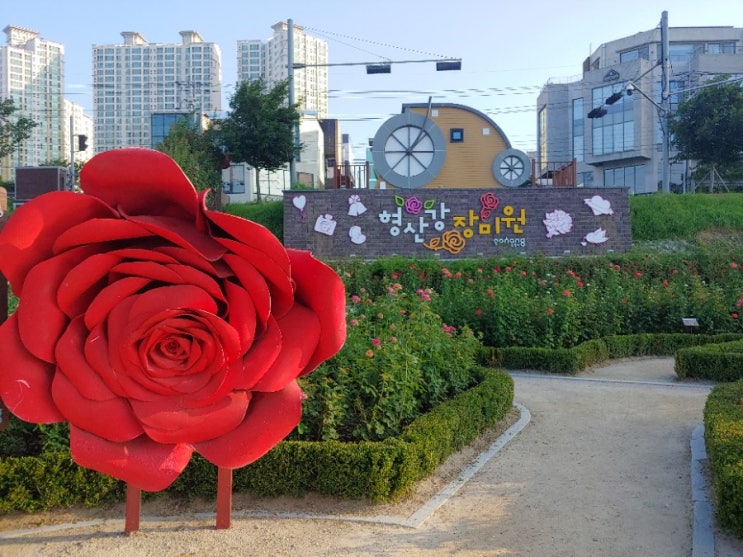 [포항/효자]산책 데이트 하기 좋은 포항 형산강 장미원