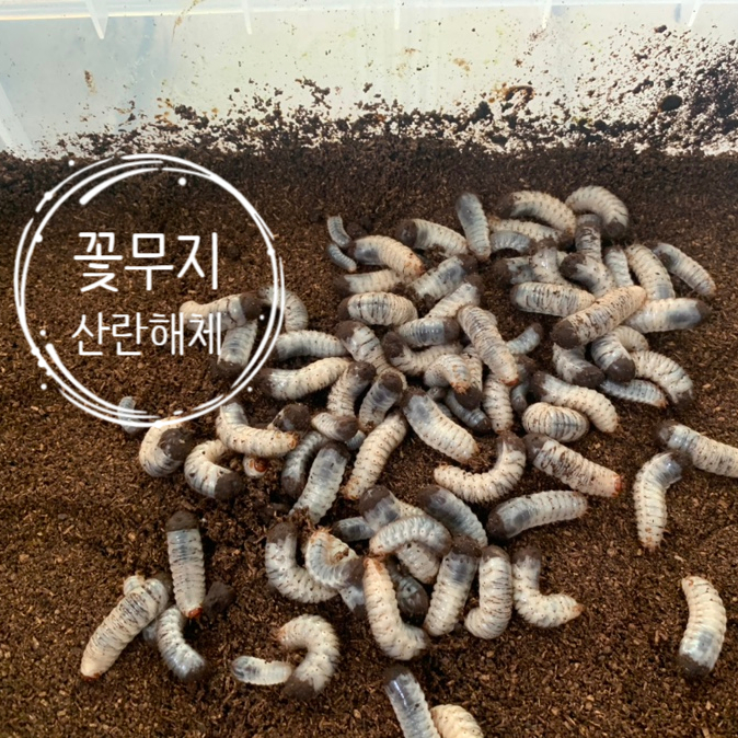  꽃무지 키우기, 2차 산란해체 (20년 8월 17일)