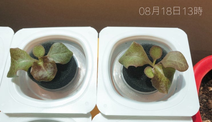  수경재배) 상추, 깻잎