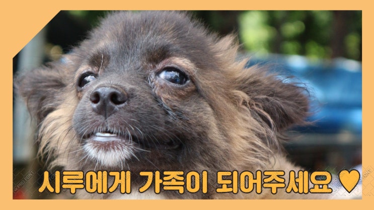 똥오줌 범벅인 뜬장에서 구조한 시고르자브종 시루. 가족이 되어주세요. 똥오줌 범벅인 뜬장에서 구조한 시고르자브종 시루. 가족이 되어주세요.