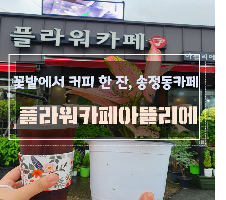 송정동 카페 추천, 꽃과 커피를 함께 즐기는 플라워카페아뜰리에