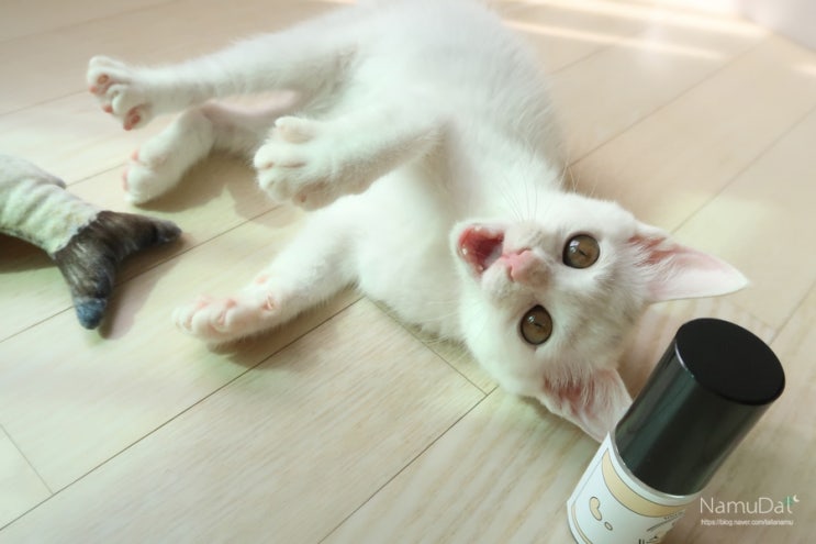  고양이 합사 필수템 정글몬스터 캣닢 스프레이