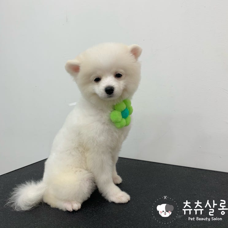  츄츄살롱[부산북구포메미용/부산포메미용/덕천포메미용/덕천애견미용/부산북구애견미용/부산포메미용추천/덕천포메미용추천/북구애견미용/덕천애견미용/만덕애견미용/화명동애견미용/구포애견미용]
