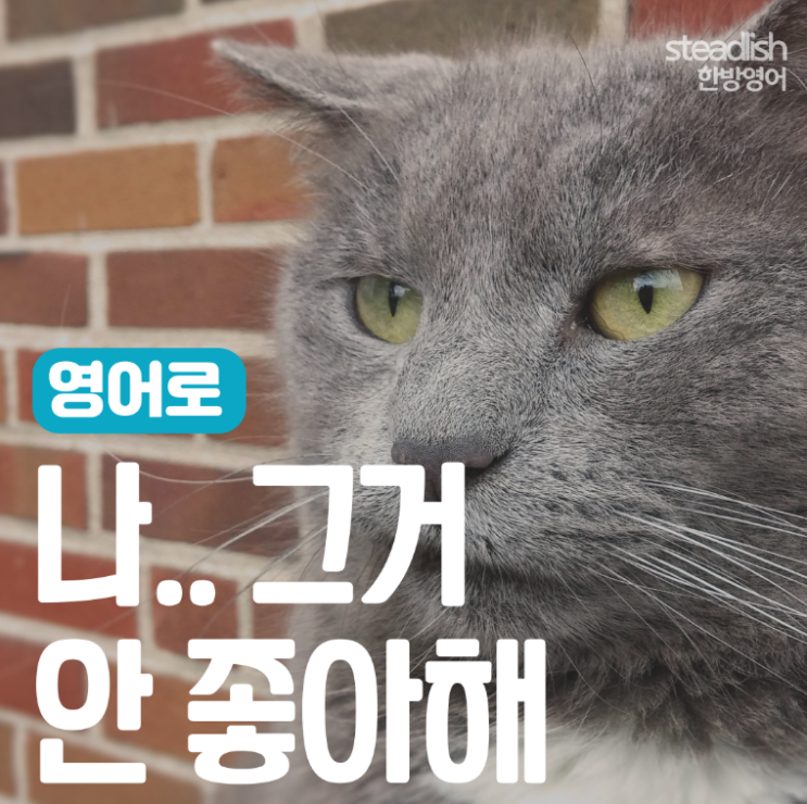 영어회화 패턴ㅣ나 그거 별로 안좋아해 I don't like it말고 상처 안받게 말하기