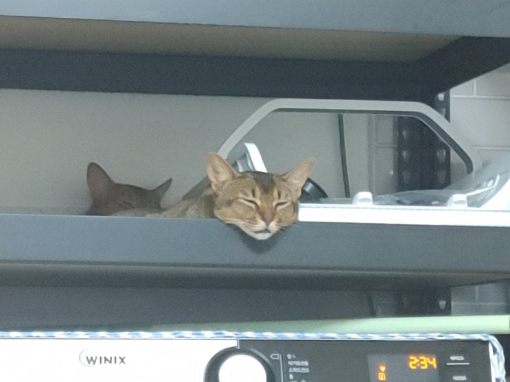  건조기 열기에 녹아버린 고양이